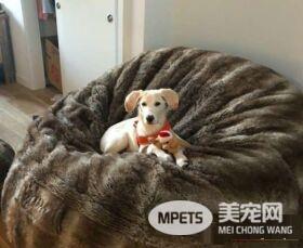 男子出差回家 女友准备的狗狗惊喜超感动