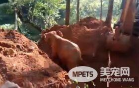 超感动！人类解救小象脱困 大象高举象鼻致意