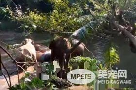 超感动！人类解救小象脱困 大象高举象鼻致意