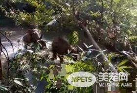 超感动！人类解救小象脱困 大象高举象鼻致意