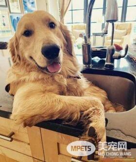 黄金猎犬不喜欢浴室洗澡 却偏好厨房小水槽