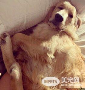 黄金猎犬不喜欢浴室洗澡 却偏好厨房小水槽
