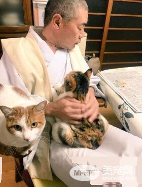 吃个饭压力好大！日本住持每天被爱猫包围