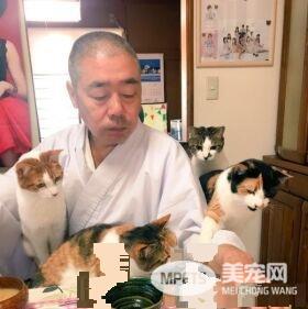 吃个饭压力好大！日本住持每天被爱猫包围