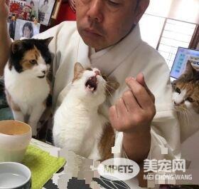 吃个饭压力好大！日本住持每天被爱猫包围