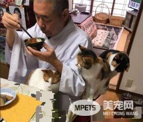 吃个饭压力好大！日本住持每天被爱猫包围