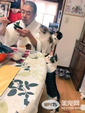 吃个饭压力好大！日本住持每天被爱猫包围