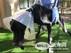 美国发生残忍虐狗事件 狗狗被饿到啃自己的腿