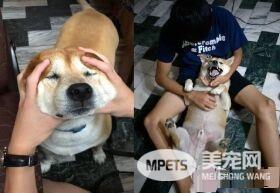 柴柴独爱邮差叔叔撒娇功夫一流 让爸爸超吃醋了