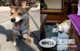 柴柴独爱邮差叔叔撒娇功夫一流 让爸爸超吃醋了