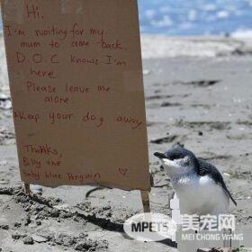 小企鹅走散 好心夫妻写下讯息希望不要打扰它