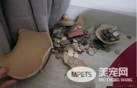 调皮贵宾打破聚宝盆 怕马麻生气躲桌子下