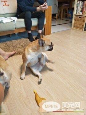 超逗趣法斗犬 爱模仿阿吉仔唱歌的动作