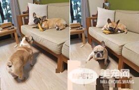 超逗趣法斗犬 爱模仿阿吉仔唱歌的动作