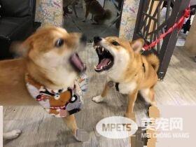 2柴和照？原来还有一只隐藏版的袋鼠黑柴