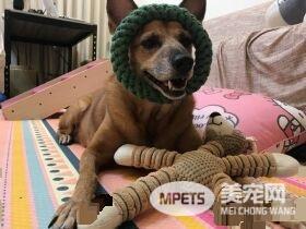 狗狗早起养被丢水沟边 被女子带回收留十年