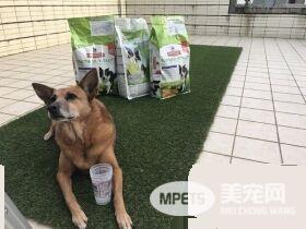 狗狗早起养被丢水沟边 被女子带回收留十年
