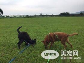 狗狗早起养被丢水沟边 被女子带回收留十年