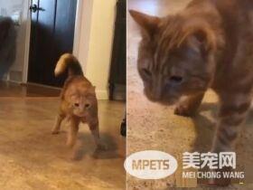 小橘猫先天性小脑发育不全 超特别外八步伐
