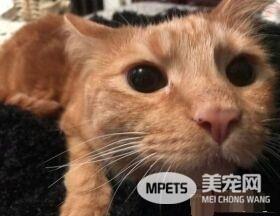 小橘猫先天性小脑发育不全 超特别外八步伐