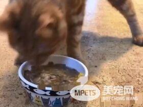 小橘猫先天性小脑发育不全 超特别外八步伐