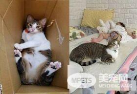 虎斑猫被收编3个月后 体重开启幸福肥之旅