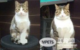 虎斑猫被收编3个月后 体重开启幸福肥之旅