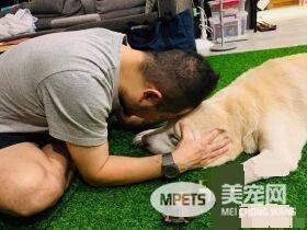 14岁爱犬患癌痛苦不已 主人将30公斤狗狗抱回家