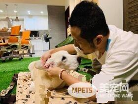 14岁爱犬患癌痛苦不已 主人将30公斤狗狗抱回家