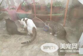 把罐罐交出来！猫猫们呛声讨保护费