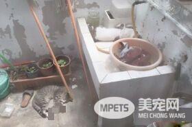 把罐罐交出来！猫猫们呛声讨保护费