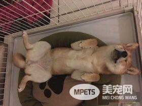 这是什么品种啊！三个月柴柴有超萌米老鼠耳
