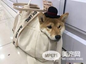 这是什么品种啊！三个月柴柴有超萌米老鼠耳