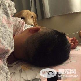 狗界暖男阿金在累也不敢动 超暖举动让爆赞