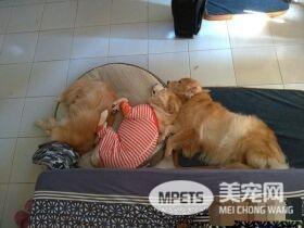 狗界暖男阿金在累也不敢动 超暖举动让爆赞
