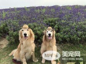 狗界暖男阿金在累也不敢动 超暖举动让爆赞