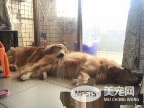 狗界暖男阿金在累也不敢动 超暖举动让爆赞