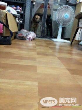 已经抱不动啦！时隔一年弟弟和狗狗长大了