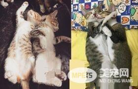 米克斯喵喵舒服打盹 松懈之际惨遭戏弄超逗趣