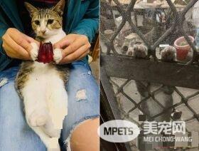 米克斯喵喵舒服打盹 松懈之际惨遭戏弄超逗趣