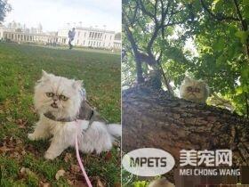 暴牙死鱼眼狠盯 波丝金吉拉像喝醉嬷丑的可爱