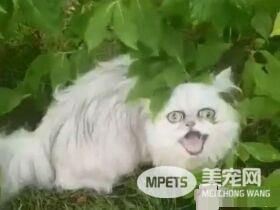暴牙死鱼眼狠盯 波丝金吉拉像喝醉嬷丑的可爱