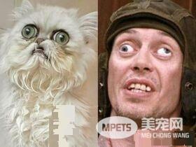 暴牙死鱼眼狠盯 波丝金吉拉像喝醉嬷丑的可爱