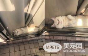 阳台怎么卡一条吐司？原来是只胖喵在晒太阳