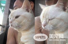 阳台怎么卡一条吐司？原来是只胖喵在晒太阳