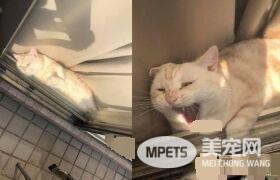 阳台怎么卡一条吐司？原来是只胖喵在晒太阳