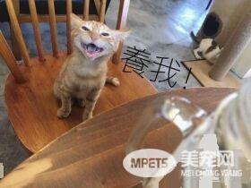 超萌小橘猫跳上椅子想讨吃 超萌表情被做养我图