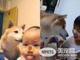 专业柴褓姆照顾小主人超尽职 网友纷纷被暖炸