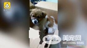 流浪狗误闯马路被撞伤 最暖警察肉身阻挡车流