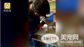 流浪狗误闯马路被撞伤 最暖警察肉身阻挡车流
